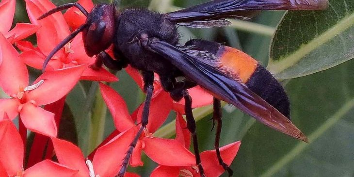 types of wasps: Greater Banded Hornet (Vespa Tropica)