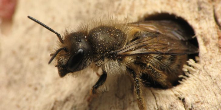 Horn-Faced Bee (Osmia Cornifrons)