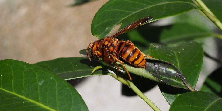 types of wasps: Japanese Yellow Hornet (Vespa Simillima)