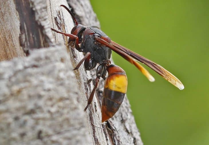types of wasps: Lesser Banded Hornet (Vespa Affinis)