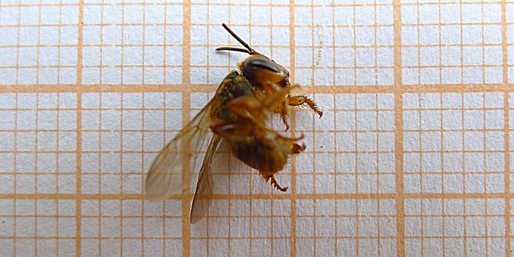 Mandaguari Bee (Scaptotrigona Postica)