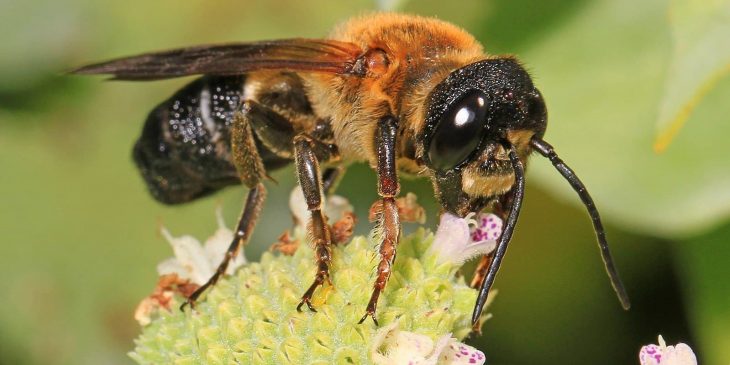 Bellflower Resin Bee (Megachile Campanulae)