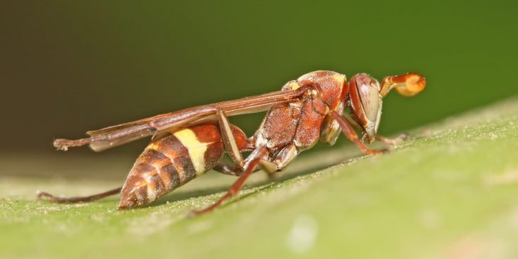 paper wasp Polistes africanus