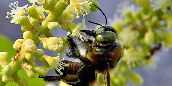 Southern Carpenter Bee (Xylocopa Micans)