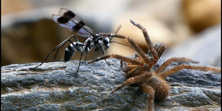 types of wasps: Spider wasp