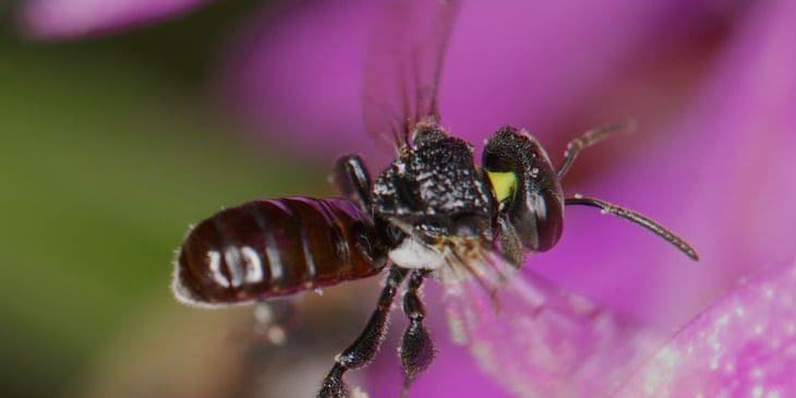 Sugarbag Bee (Tetragonula Carbonaria)