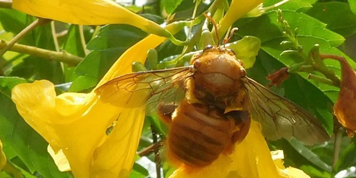 Valley Carpenter Bee (Xylocopa Varipuncta)