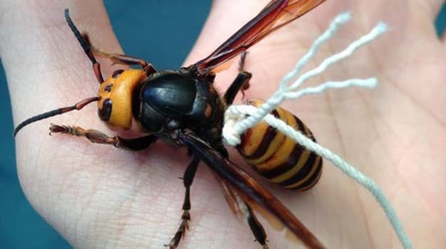 types of wasps: Asian Giant Hornet (Vespa Mandarinia)