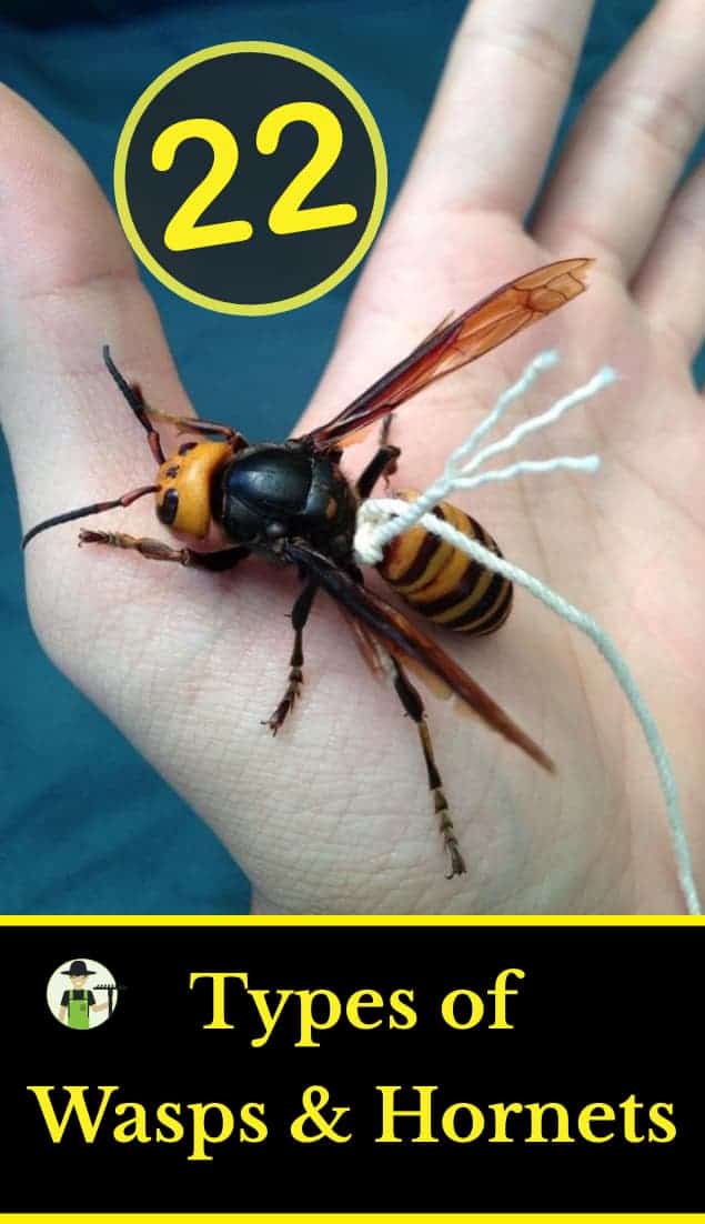 22 types of wasps and hornets