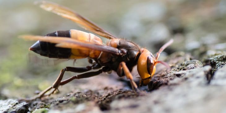 types of wasps: Vespa Soror