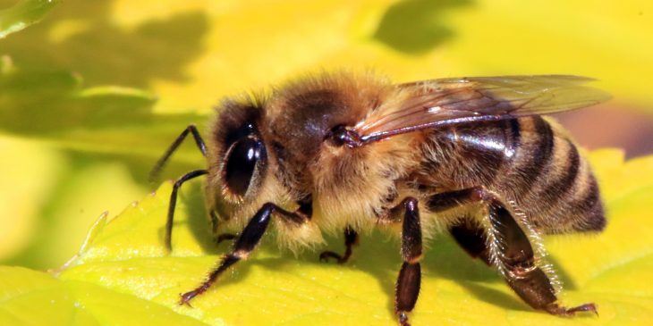 Western Honey Bee (Apis Mellifera)
