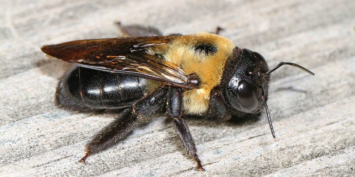 Eastern Carpenter Bee (Xylocopa Virginica)