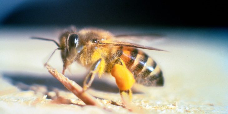 africanized-honey-bee-Apis_mellifera_scutellata