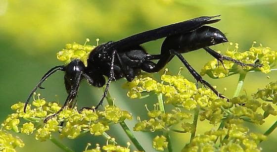 types of wasps: black wasp Sphex pensylvanicus