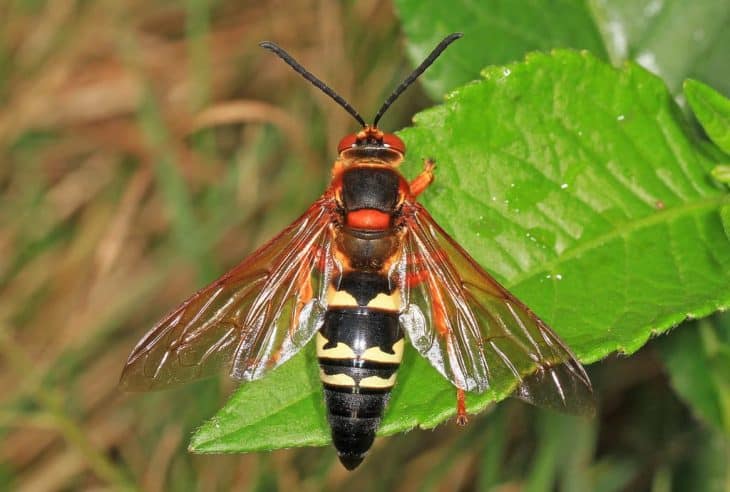 types of wasps: Cicada Killers / Ground Digger Wasp (Sphecius Speciosus)