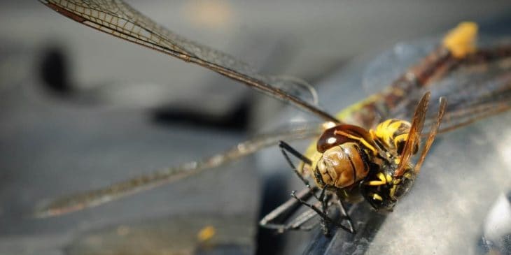 dragonfly eating wasp