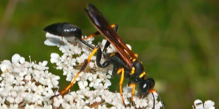 types of wasps: mud dauber sceliphron caementarium