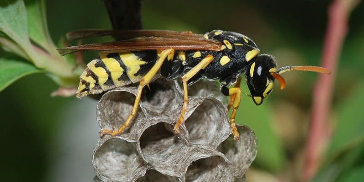 types of wasps: Paper wasp