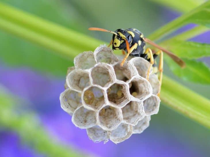 paper wasp small nest