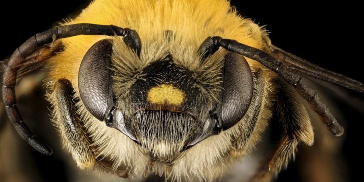 Squash Bee (Peponapis Pruinosa)