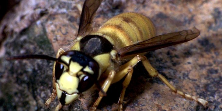 types of wasps: Black Shield Wasp (Vespa Bicolor)