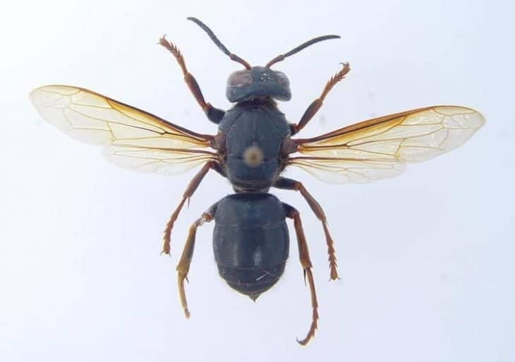 types of wasps: Vespa Luctuosa