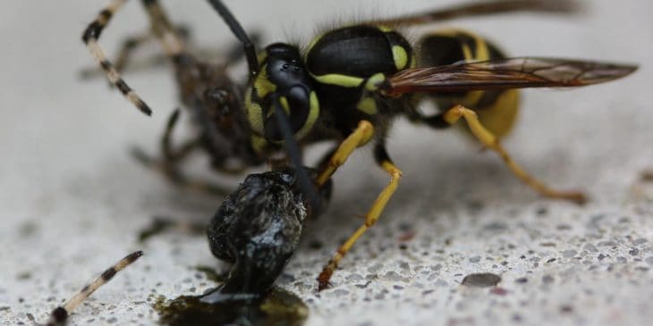 Wasp eating a spider