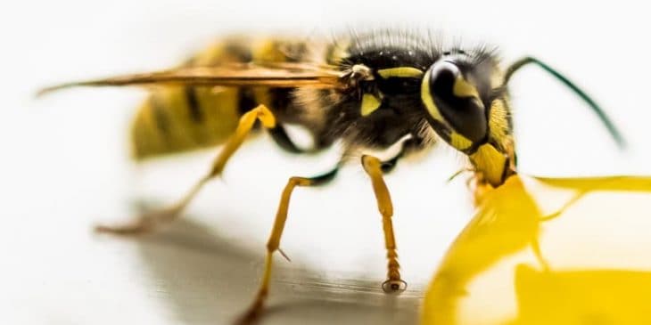 wasp eating honey