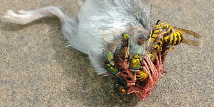 wasps eating dead mouse carcass