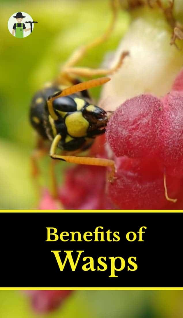 Benefits of wasps