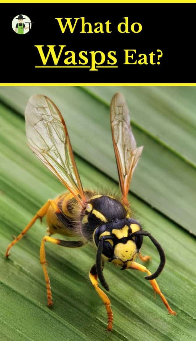 What do wasps eat - pinterest
