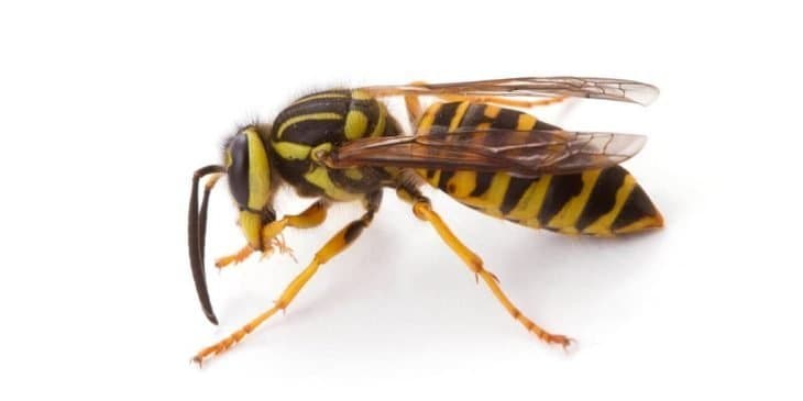 types of wasps: yellow jacket wasp