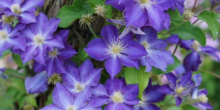 Clematis “Brother Stefan”