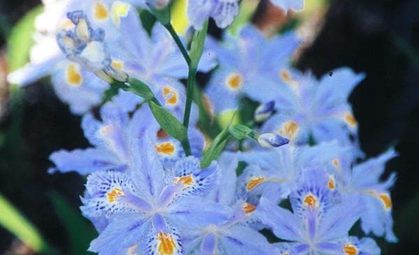 Iris Japonica “Eco Easter”