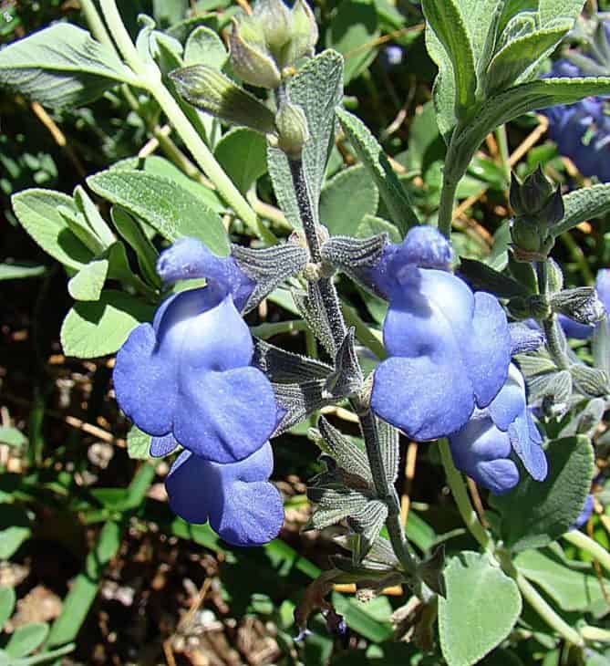Salvia Chamaedryoides