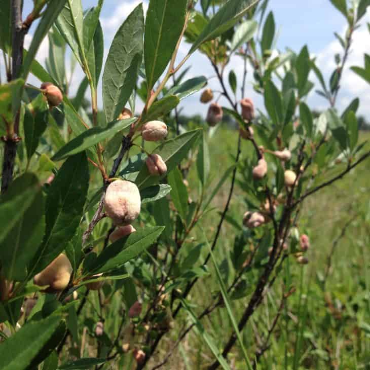 Allegheny-Plum-Prunus-alleghaniensis