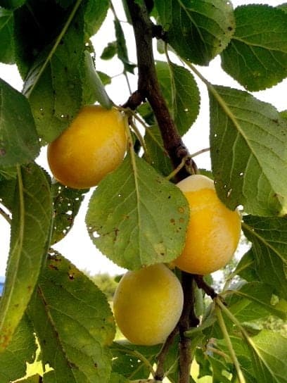 American-Yellow-plums