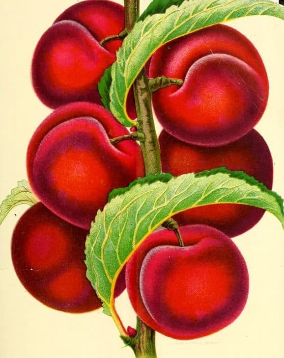 Apricot-Plum-Tree-Prunus-Simonii