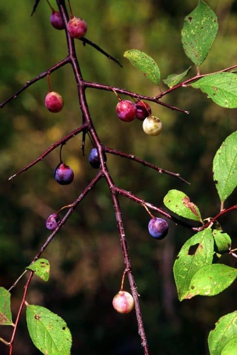 Flatwoods-Plum-Tree-Prunus umbellata
