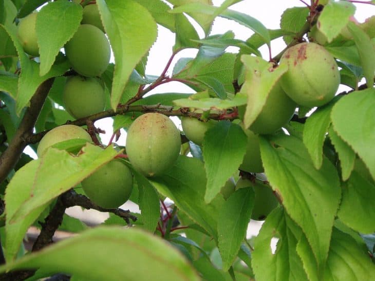 Fruits-of-Japanese-plum-tree
