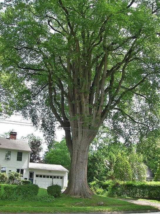 Grayson Elm Tree