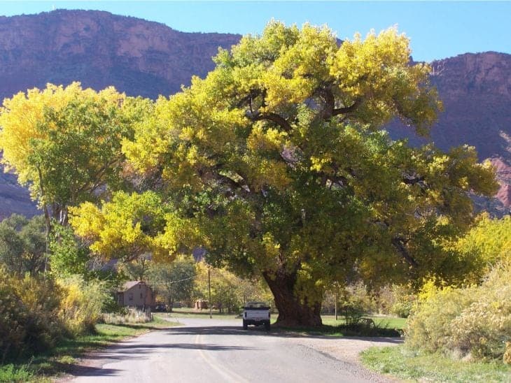 Huge Cottonwood Tree in Castle Valley Utah near Moab