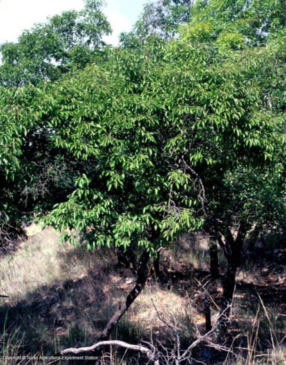 Murray’s-Plum-Tree-Prunus-murrayana