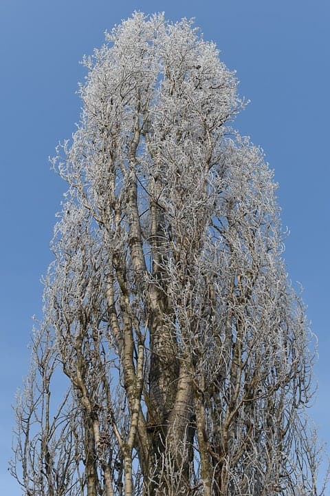 Poplar Tree in winter