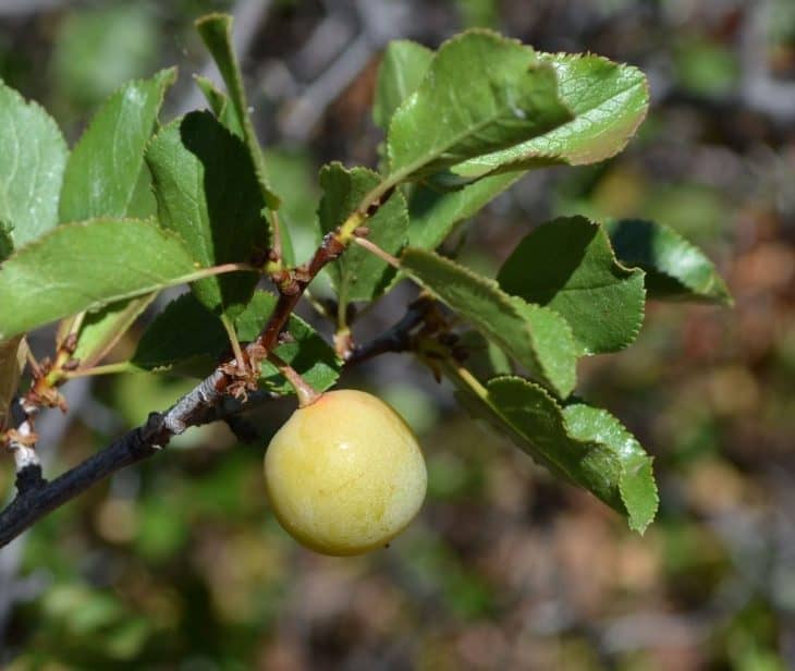 Sierra-plums-Prunus-subcordata
