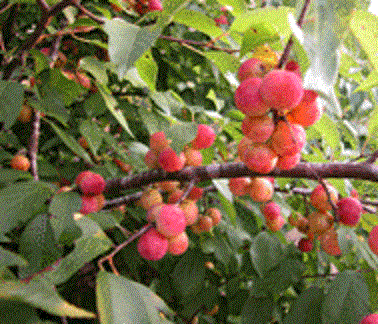 Thicket-Plum-Tree-Creek-Plum-Prunus-Rivularis