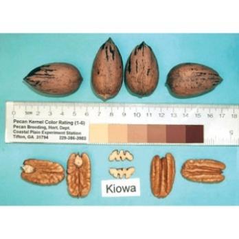 kiowa pecan tree nuts