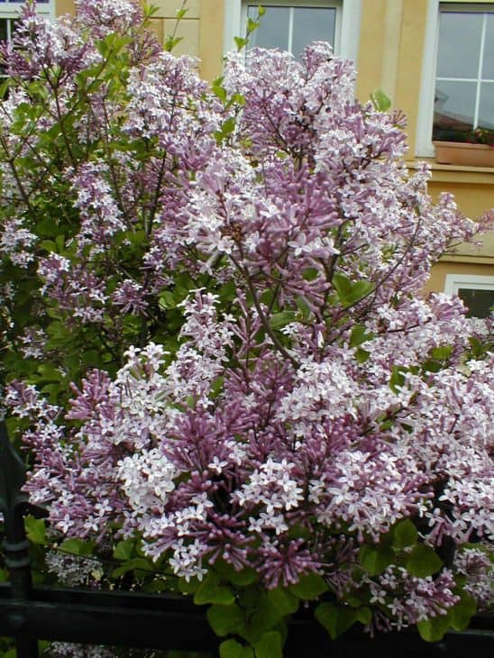 Dwarf-Korean-Lilac-Syringa-pubescens