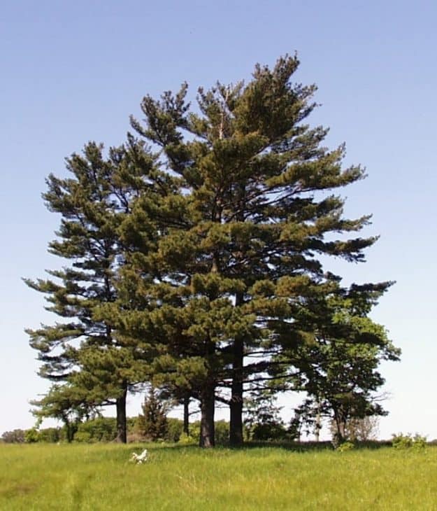 Eastern-White-Pine-Trees-Pinus-strobus
