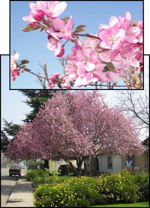 Hopa-Flowering-Crabapple-Tree